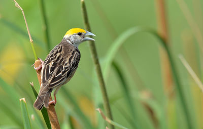 Close-up of bird perching on plant