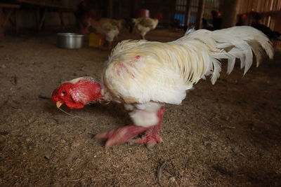 Close-up of rooster