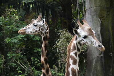 Giraffe in a forest