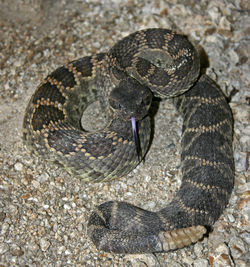 Close-up of snake
