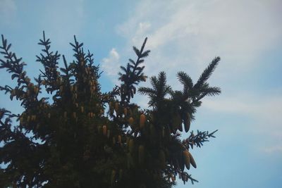 Low angle view of trees against blue sky