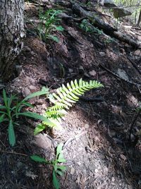 High angle view of insect on land