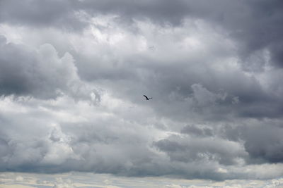 Bird flying over sea against storm clouds