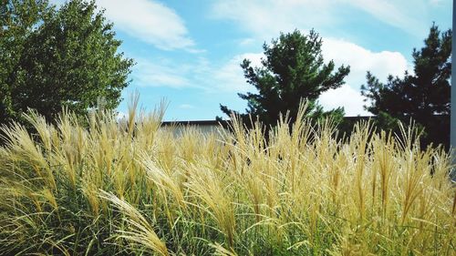 Plants growing on landscape against sky