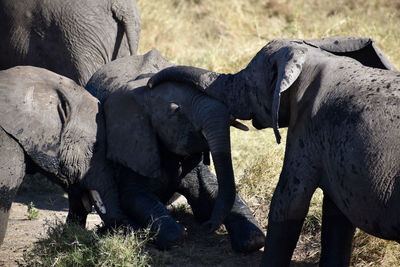 Close-up of elephants playing with each other in tanzania