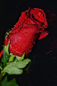 Close-up of water drops on red flower