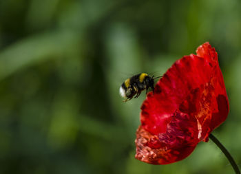 Close-up of insect on red flower