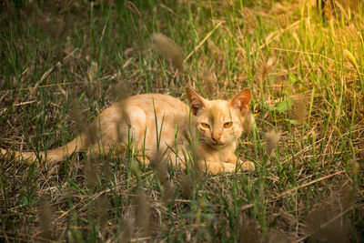 Portrait of ginger cat lying on grass