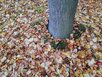 Fallen tree on field during autumn