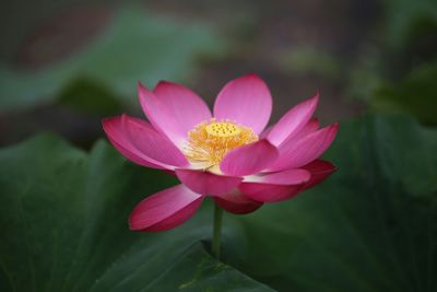 Close-up of pink lotus water lily in pond