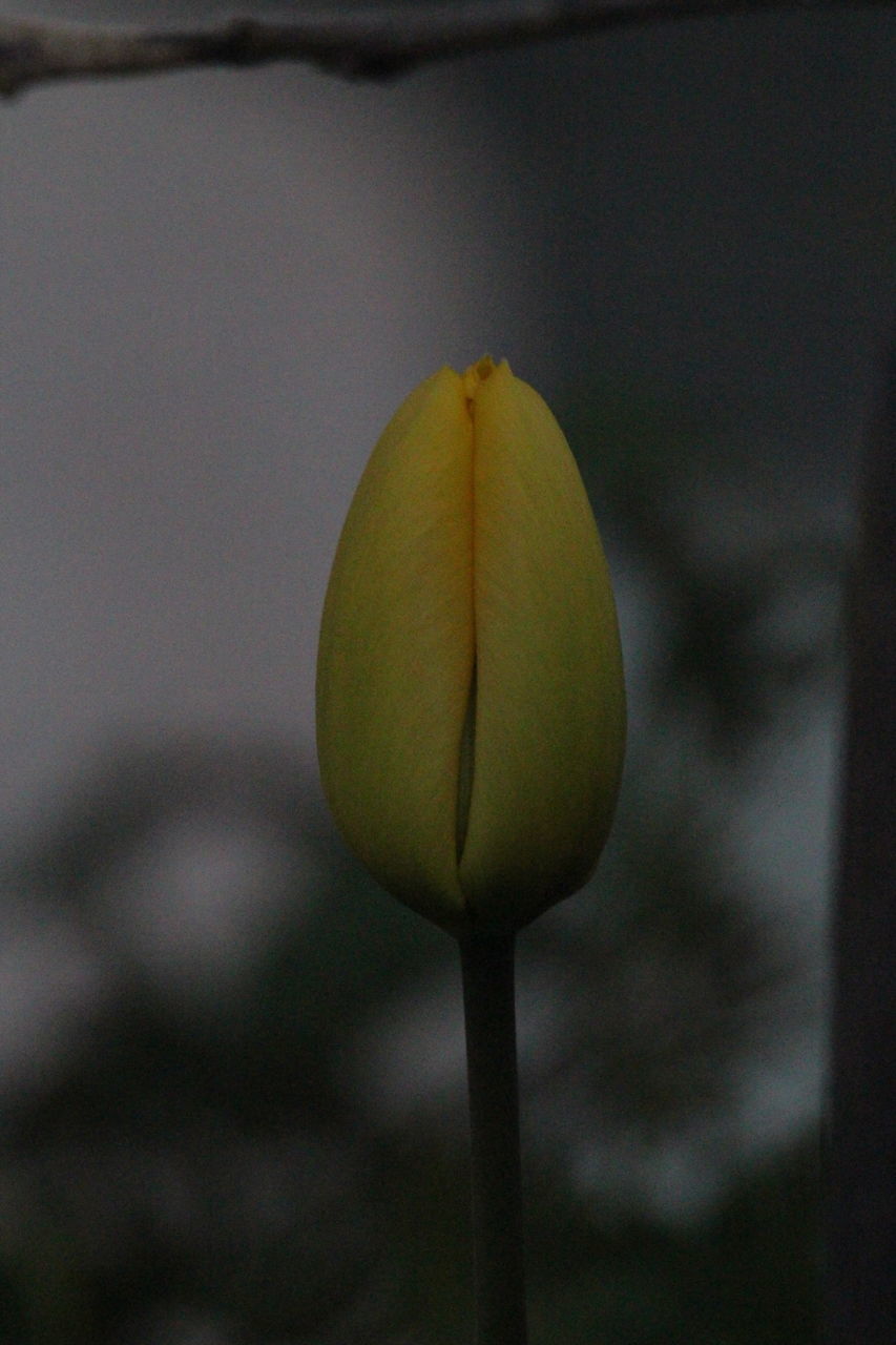 CLOSE-UP OF RED FLOWER BUDS