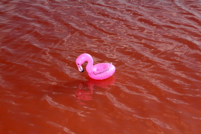 High angle view of a bird in water