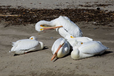 View of birds on beach