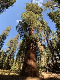 Low angle view of trees against sky