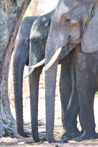 Close-up of elephant