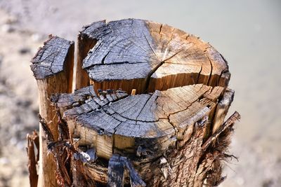 Close-up of tree trunk