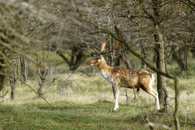 Deer standing in a forest