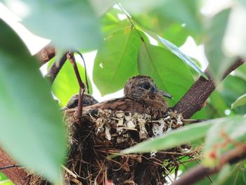 View of bird in nest