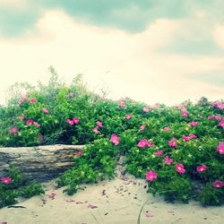 Pink flowers blooming on tree