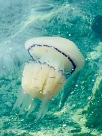 Close-up of jellyfish swimming in sea