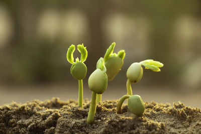 Close-up of buds growing on field