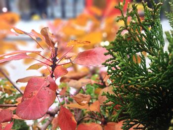 Close-up of leaves on tree