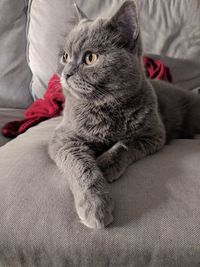 Close-up of cat sitting on sofa at home