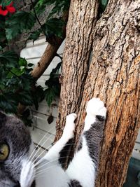 Close-up of cat by tree