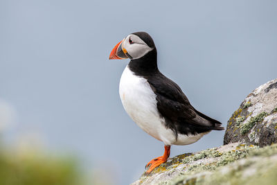 Close-up of bird perching on rock