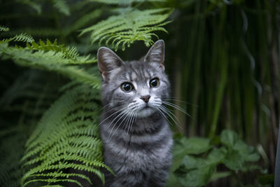 Close-up of cat