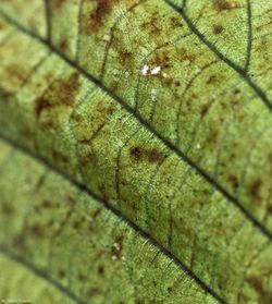 Close-up of green leaf