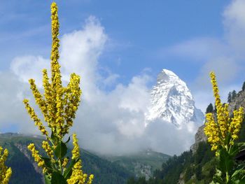 Scenic view of tree mountains against sky