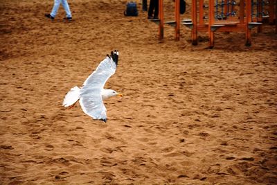 Seagull on sand