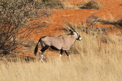 Side view of horse walking on grass