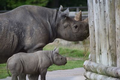 Rhinoceros in a zoo