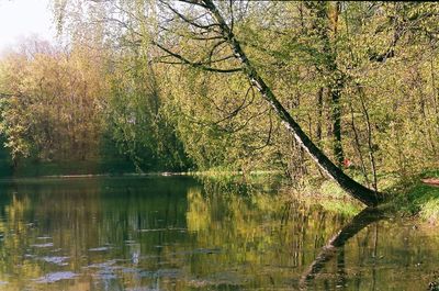 Scenic view of lake in forest