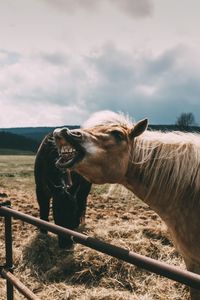 Horse standing on field against sky