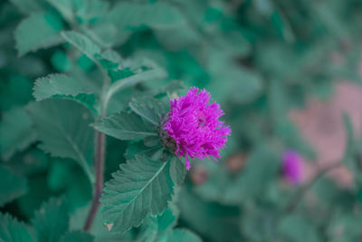 Close-up of pink flowering plant