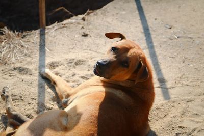 Close-up of dog outdoors