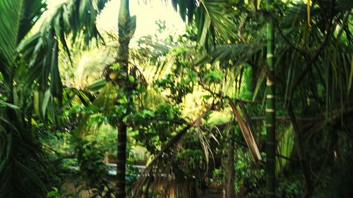 Plants growing on tree