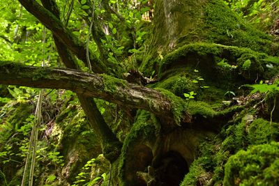 Moss growing on tree trunk in forest