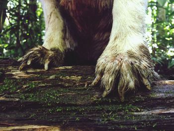 Close-up of horse in grass