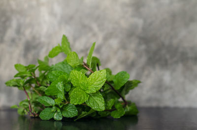 Close-up of fresh green leaves in plant