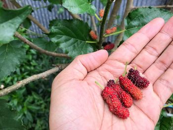Cropped image of hand holding strawberry