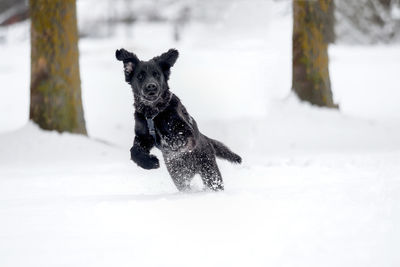 Black dog running on snow covered land