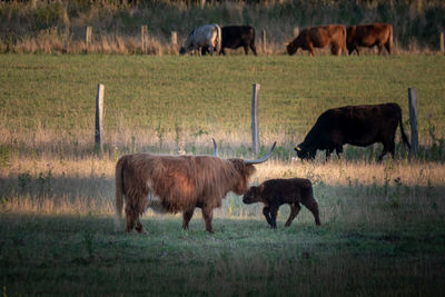 Horses grazing in a field