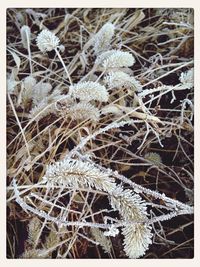 snow