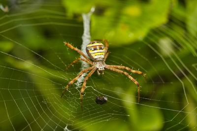 Close-up of colourful spider on web