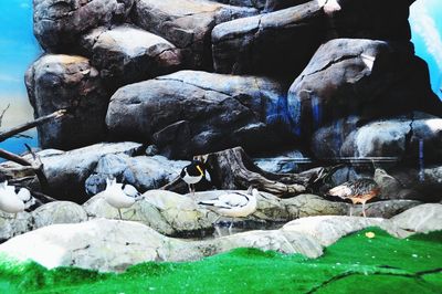 View of sheep on rock by sea