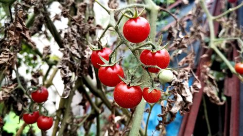 Close-up of cherries on tree